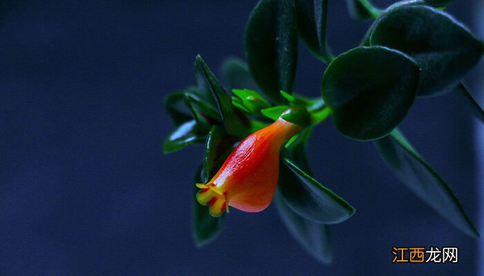 兰花叶片长黑斑是什么原因造成的 兰花叶片长黑斑是什么原因