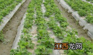 地膜花生种植技术 地膜花生种植技术是什么