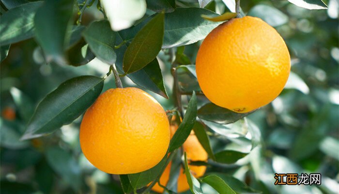 柑橘树根腐烂如何补救视频 柑橘树根腐烂如何补救