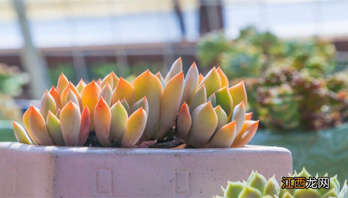 多肉植物黄丽怎么养护 多肉植物黄丽怎么养