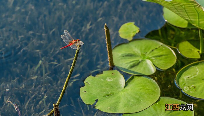 凤眼兰花适合养家里吗风水好吗 凤眼兰花适合养家里吗