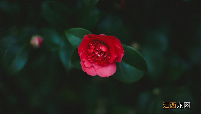 山茶花什么时候开花季节 山茶花什么时候开花