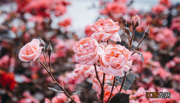 牵牛花什么季节开花 蔷薇什么季节开花