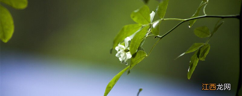 牵牛花什么季节开花 蔷薇什么季节开花