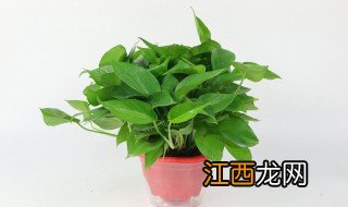 一个绿萝七个鬼啥意思 一个绿萝七个鬼什么意思