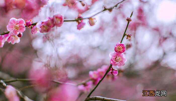 2月有什么花开的季节 2月有什么花