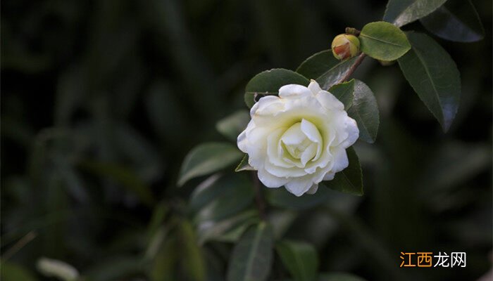 北方山茶花好养活吗 山茶花好养活吗