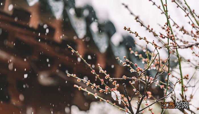 梅花开花的时间是多少点 梅花开花的时间是多少