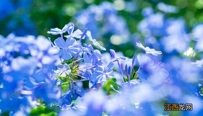 蓝花茄养护方法 病虫防治 蓝花茄养护方法