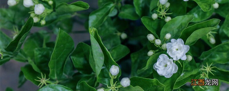 栀子花开是什么季节开的 栀子花开是什么季节