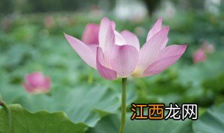 2021年几月几号入伏 2021年入伏是什么时候