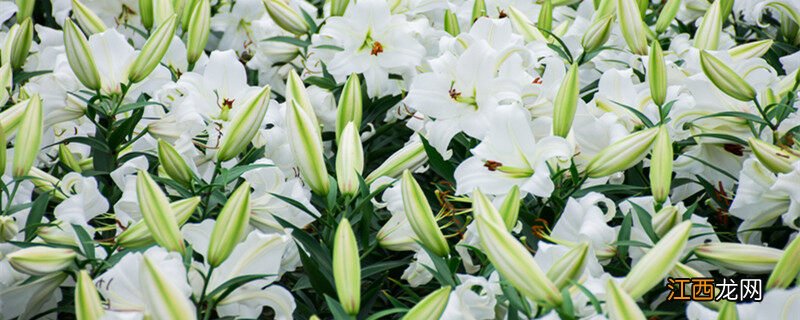 百合花一年开几次花? 百合花是不是开一次花就死了