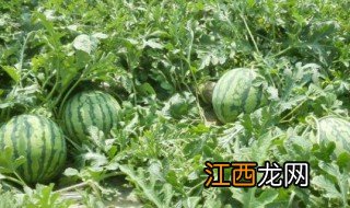 露地西瓜种植管理技术 露地西瓜种植管理技术是什么