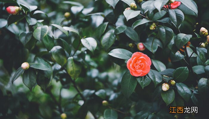 山茶花几月份开花 山茶花几月份开