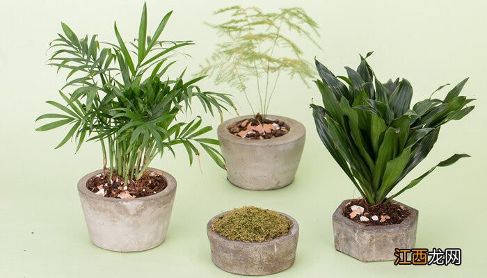 发财树和文竹能放在卧室吗 文竹能放在卧室吗