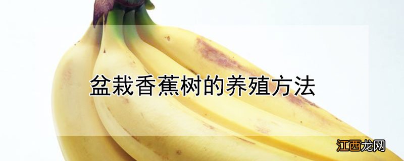 盆栽香蕉树的养殖方法