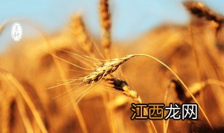 二十四节气之芒种时节的习俗 芒种时节的习俗有哪些