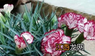 康乃馨水养为什么不开花 康乃馨不开花怎么办