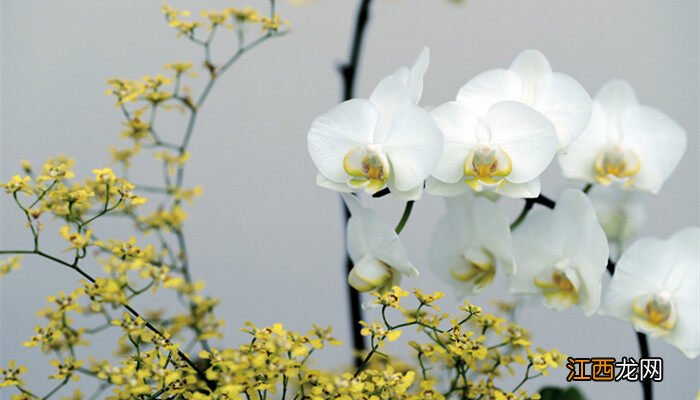 蝴蝶兰开花时间是几点 蝴蝶兰开花时间