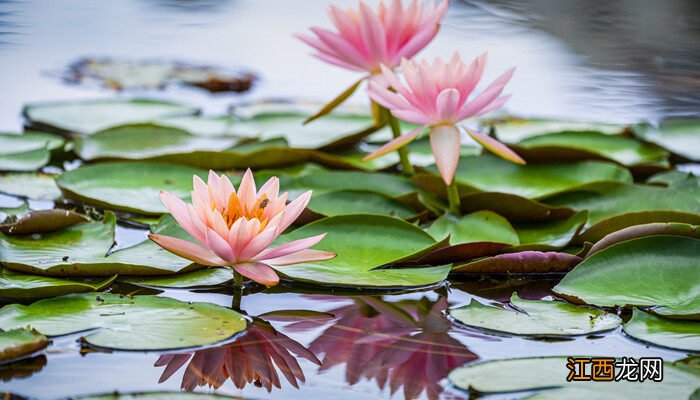 莲花寓意着什么意思 莲花寓意