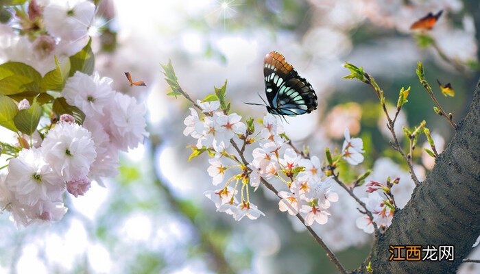 日本晚樱什么时候开花季节 日本晚樱什么时候开花