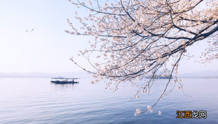 日本晚樱什么时候开花季节 日本晚樱什么时候开花