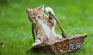 刚生下来的小猫怎么养 小猫刚生下来怎么照顾