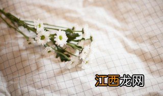 小雏菊插在水里怎么养 如何在水里养殖小雏菊