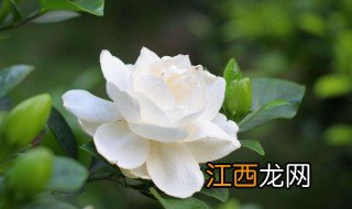 栀子花水培怎么养 如何水培养殖栀子花