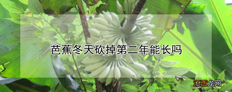 芭蕉冬天砍掉第二年能长吗