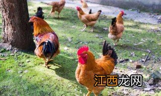 怎么养鸡 怎么养鸡最好