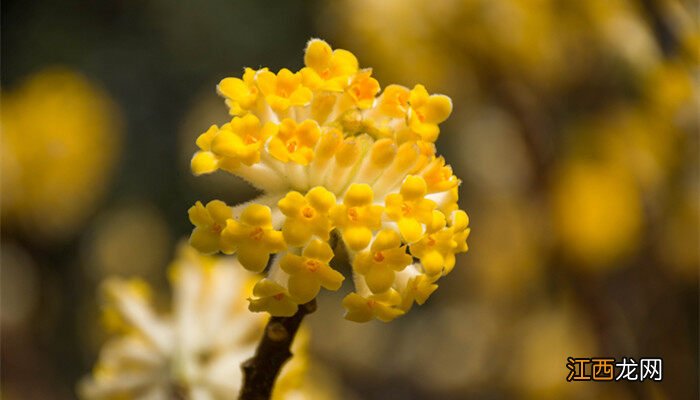 瑞香花花语和寓意 瑞香花花语