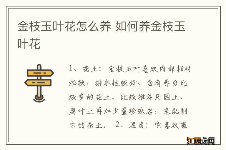 金枝玉叶花怎么养 如何养金枝玉叶花