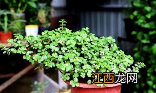 金枝玉叶花怎么养 如何养金枝玉叶花