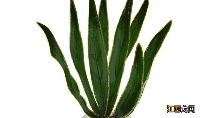 虎皮兰浇水浇到心里会烂心吗 虎皮兰浇水的正确方法