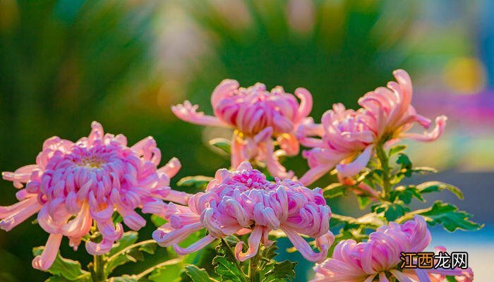 北京的市花是什么花啊 北京的市花是什么