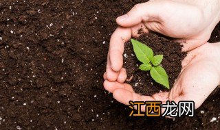 七彩椒怎么种植好 七彩椒种植方法