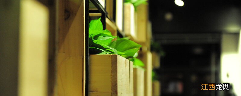 空气净化器前十排名 净化空气的室内植物有哪些