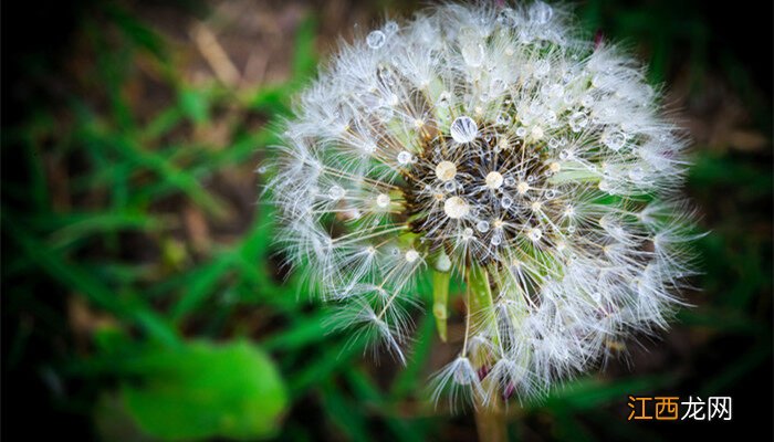 宿根花卉的品种大全108种 宿根花卉有哪些花