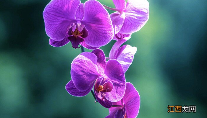 兰花不开花是什么原因造成的 兰花不开花是什么原因