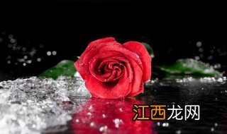 520送女朋友红玫瑰还是蓝色妖姬 适合送女朋友红玫瑰还是蓝色妖姬