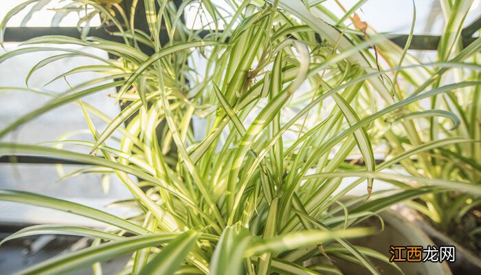 兰花一般养几年开花啊 兰花一般养几年开花