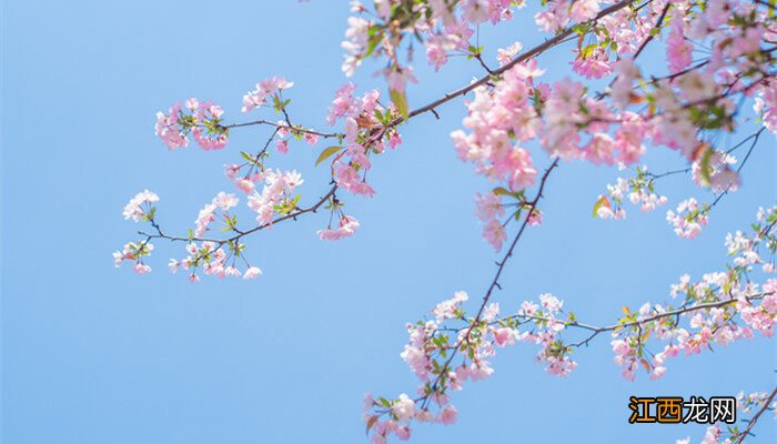 海棠花是什么季节开的花 海棠花是什么季节开的