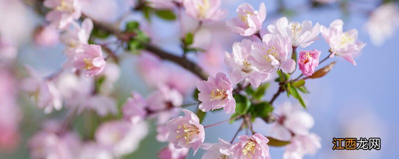 海棠花是什么季节开的花 海棠花是什么季节开的