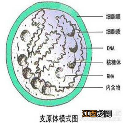 支原体感染的症状有哪些