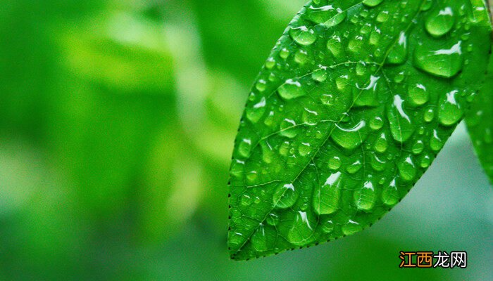 下雨天打封闭除草剂可以吗视频 下雨天打封闭除草剂可以吗