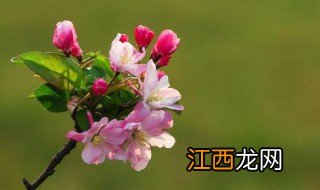 海棠花为什么叫断肠花 海棠花叫断肠花的原因