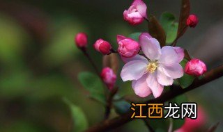 海棠花有什么寓意 海棠花寓意简介