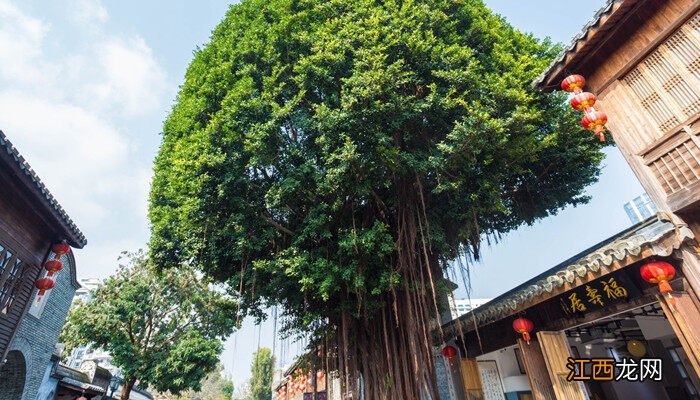 榕树图片大全图库高清 榕树图片大全图库