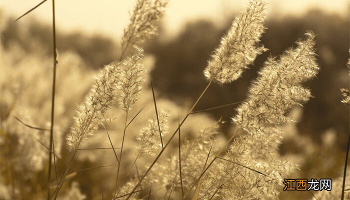 芦苇图片风景图片 芦苇图片